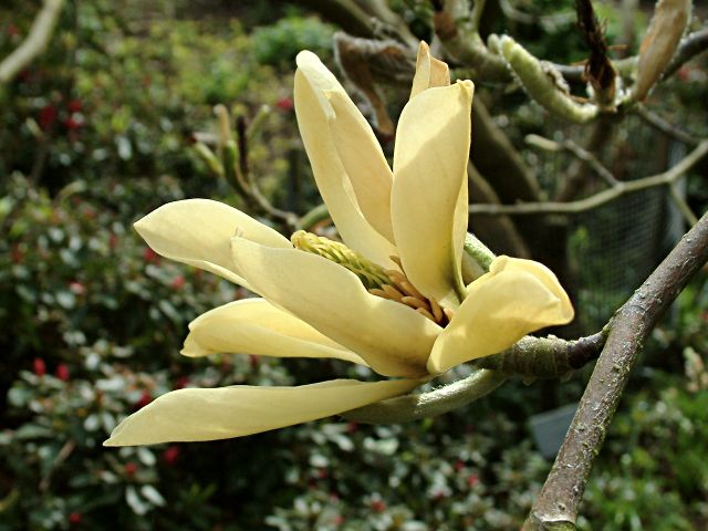 Magnolia 'Butterflies'